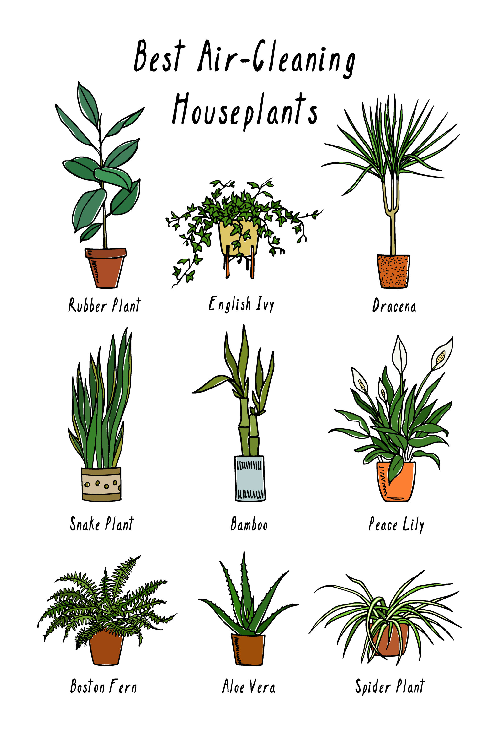 نباتات تساعد في تنظيف الهواء الداخلي