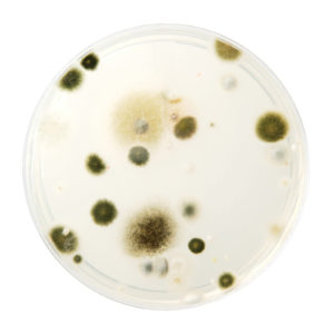 The Problem with Petri Dishes for DIY Mold Testing - Hayward Score